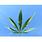 Botanicals